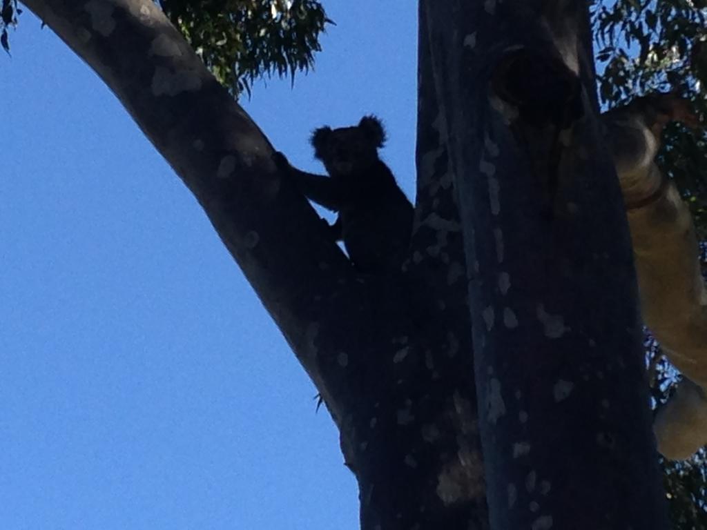 Mallacoota'S Shady Gully Caravan Park Экстерьер фото