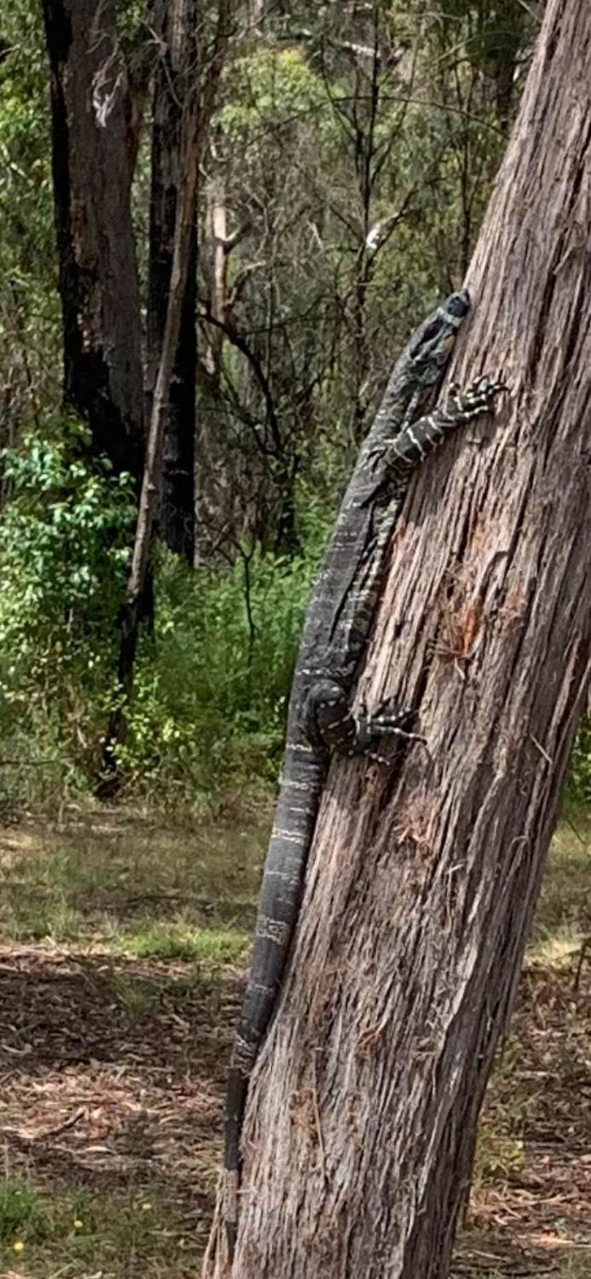 Mallacoota'S Shady Gully Caravan Park Экстерьер фото