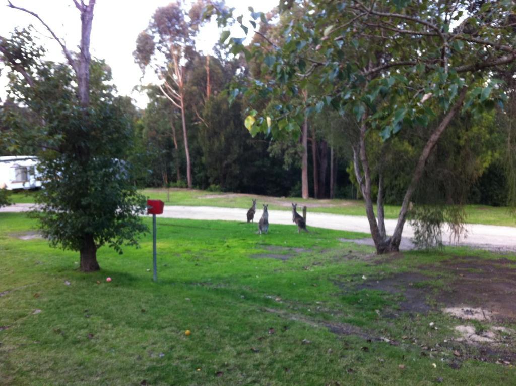Mallacoota'S Shady Gully Caravan Park Экстерьер фото